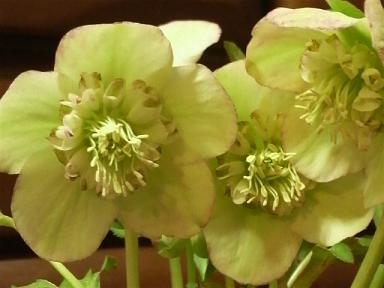 sdライムグリーン3