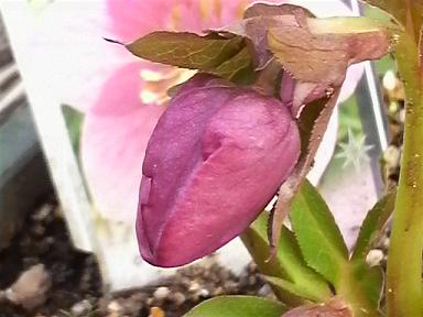 sdスモーキーピンク