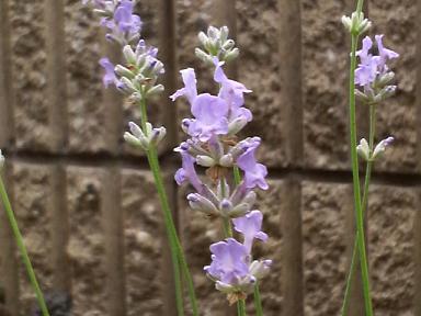 フォーボストーム