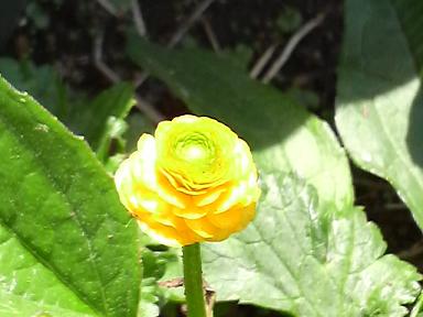 ゴールドコイン