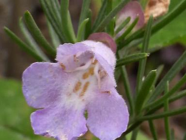 ウエストリンギア