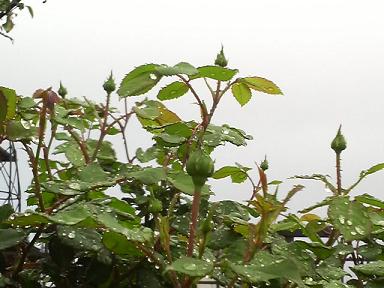 クロッカスローズ