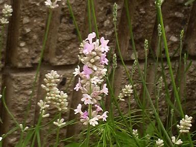 ココナッツアイス３