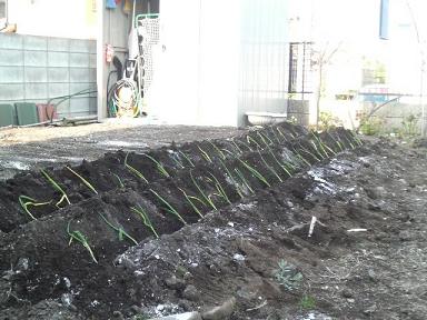 ねぎ苗植え付け