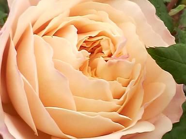 クロッカスローズ２