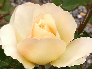 クロッカスローズ３