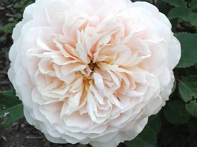 クロッカスローズ４