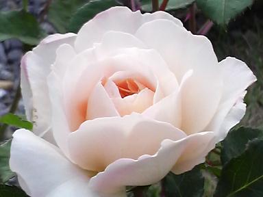 クロッカスローズ５