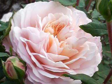 クロッカスローズ６