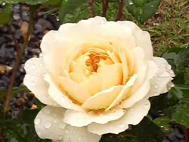 クロッカスローズ７