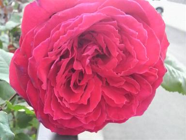 去年の花
