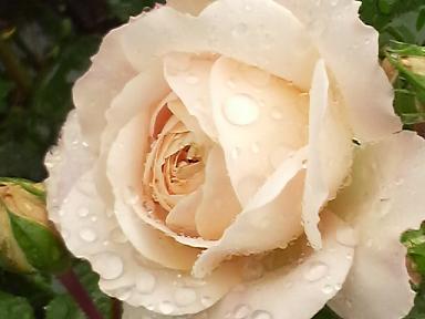 クロッカスローズ８