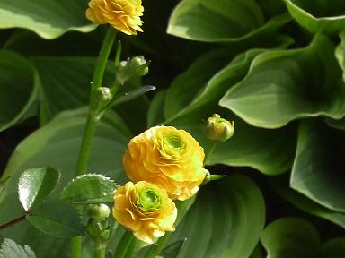 ゴールドコイン