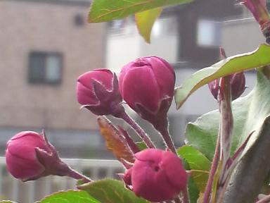 ハナカイドウ２