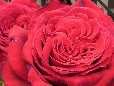 ウィンショッテン