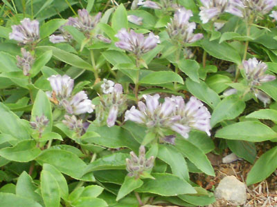 P7160005.jpg