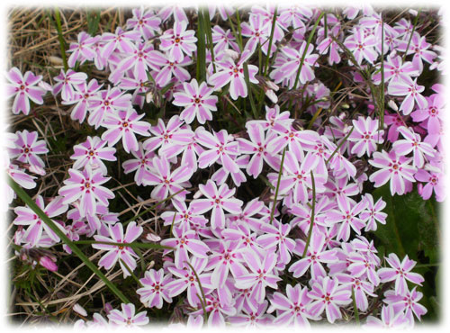 0512芝桜.jpg