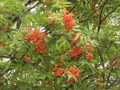 P9100006.jpg