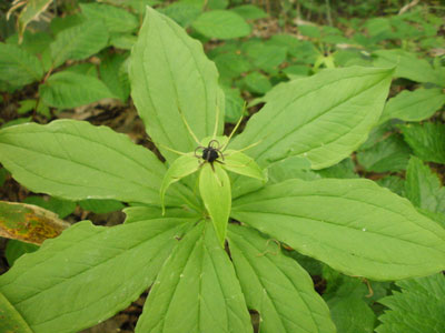P6050036.jpg