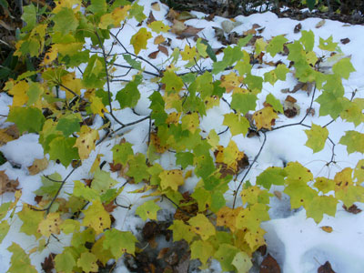 PA300017.jpg