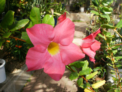 P4290036.jpg