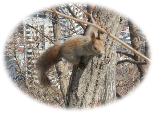 0405エゾリス.jpg