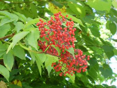 P7250008.jpg