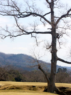 飛火野