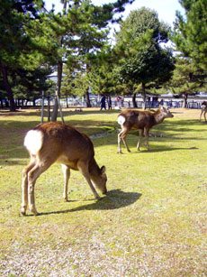 奈良公園