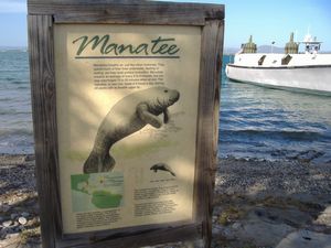 8-manatee.JPG