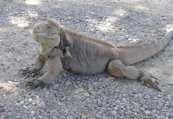 Iguana1
