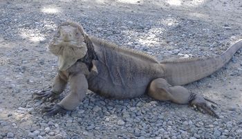 Iguana2