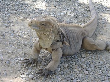 Iguana3