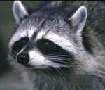 racoon_1