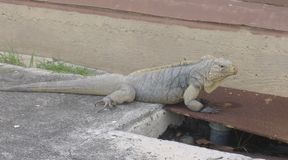 IGUANA1