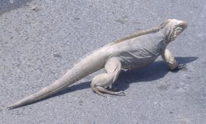 IGUANA2