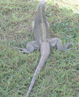 IGUANA3