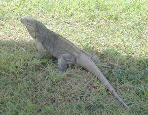 IGUANA4