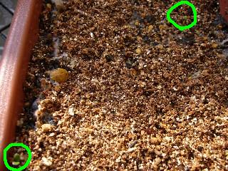 P1010599a.JPG