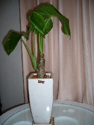 2005-12-03 20:12:06