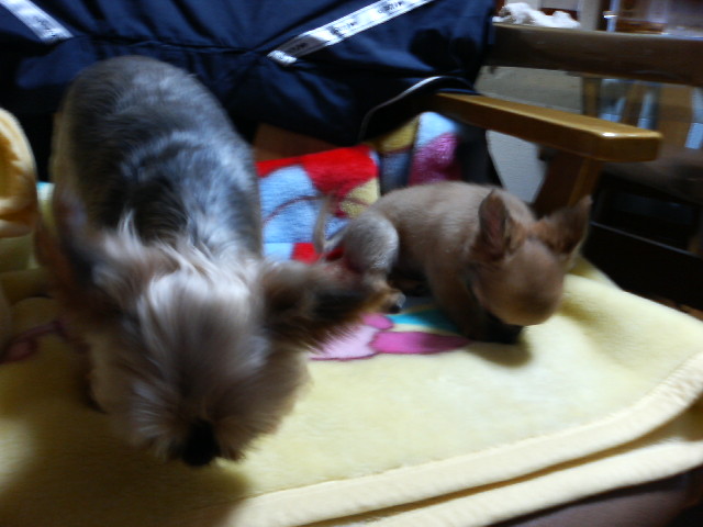 モモ隊長＆伝助隊員