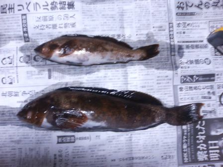 隊長のアイナメ　大津港