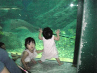 大パノラマ水槽で。