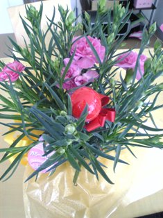 カーネーション