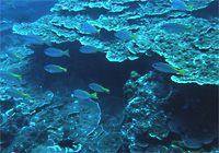 美ら海１０.jpg