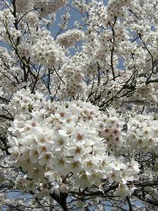 桜３