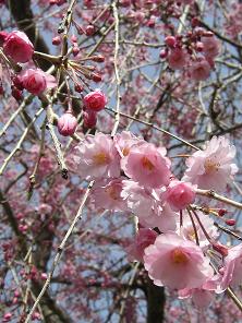 桜４