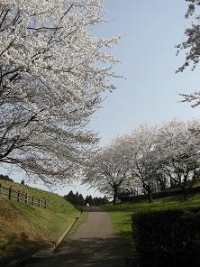 桜２