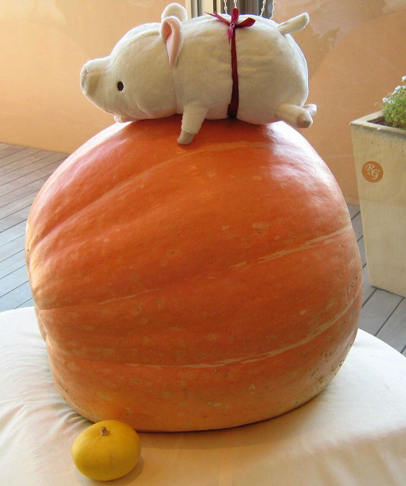 庄内お化けかぼちゃ1