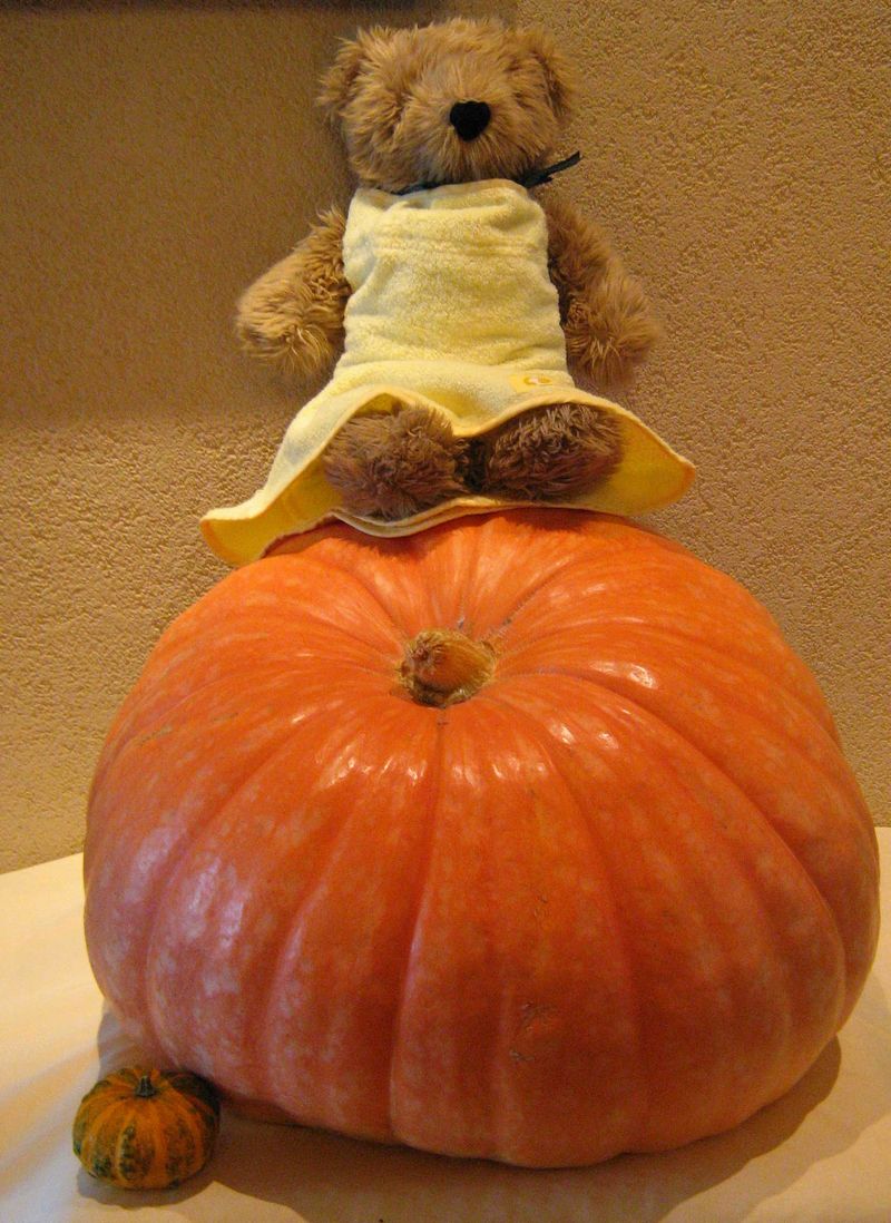 庄内お化けかぼちゃ2